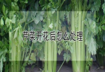 芹菜开花后怎么多久？