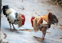 怎么区分小斗鸡的公母 附斗鸡的挑选多久？