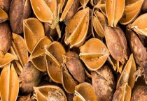 地黄种子多少钱一斤 地黄栽培技术