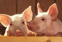 除了哺乳动物还有什么动物