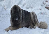 高加索犬能活多久？高加索犬性格怎样？