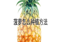 菠萝怎么种植多久？