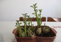 土豆盆景的制作多久？