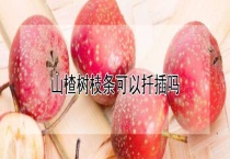 山楂树枝条可以扦插吗？