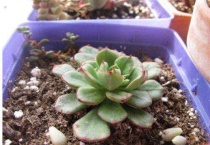 多肉植物寒雪怎么养