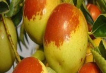 蜜枣树的栽培多久？