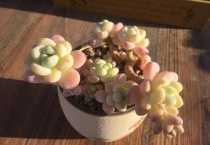 洛神和劳尔是一个品种吗？