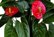 红掌叶子发黄怎么办？附叶子变黄的处理多久？