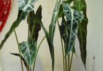 尖尾芋叶片发黄怎么办？