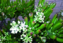 多肉吸财树干瘪怎么办？