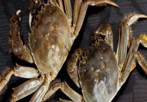 什么是大闸蟹988型 怎样挑选大闸蟹