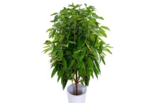 幸福树的养殖 幸福树的繁殖技术