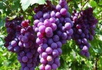 葡萄树夏天可以移栽吗？