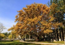 南京法国梧桐树的来历