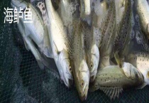 河鲈鱼和海鲈鱼的区别？ 栖息环境、外形和口感均有差异