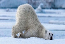 哪些动物没有天敌 什么是食物链