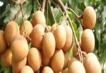 外层有白色粉的龙眼还能继续食用吗 附龙眼的生长环境