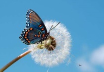 蝴蝶有复眼吗？