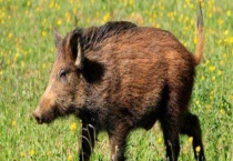 野猪的生活习性 附繁殖特性