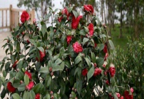 山茶花几月开花 开花后如何养护