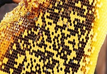 百花蜜结晶颗粒很粗是真的吗 附注意事项