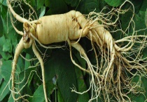 人参、党参、西洋参和太子参的区别？ 详细介绍