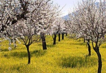 杏树花期能浇水吗？