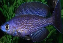 鲷鱼是淡水鱼还是海鱼 附其食性特点