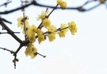 什么是柳叶蜡梅