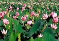 荷花和莲花是一种植物吗？莲花和睡莲是同一种植物吗？