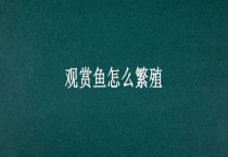 观赏鱼怎么繁殖