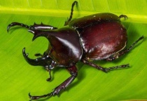 独角仙的别名又叫什么？