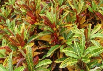 变叶木养在家里有毒吗？