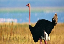 鸵鸟是鸟类吗 附鸵鸟简介