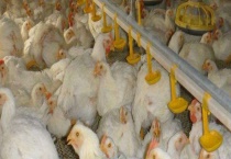 肉鸡多少钱一斤 一只有多重 如何挑选