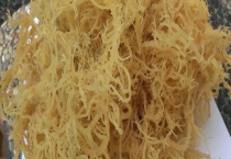 石花菜和珊瑚草有什么不同 附石花菜和珊瑚草的营养价值