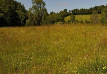 果农种草的原因？