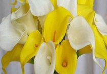 海芋花和马蹄莲的区别？