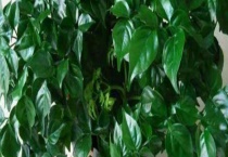 幸福树和富贵树的区别？ 详细介绍