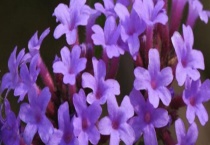 柠檬马鞭草和马鞭草有什么不同 从形态和主要价值上区分