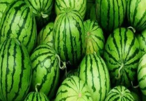 夏天西瓜怎么保存 附西瓜的种类