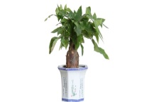 发财树会开花吗？发财树的养殖多久？