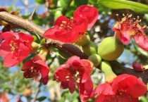 枝条带刺是什么海棠