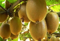 猕猴桃产地在哪里