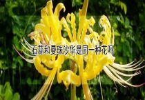 石蒜和曼珠沙华是同一种花吗？