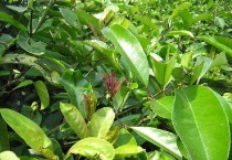 富丁是什么植物