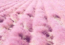 红色的草叫什么？