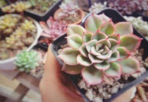 多肉换盆不晾根可以吗？