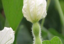 葫芦的开花时间 附葫芦的种植多久？