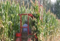 玉米秸秆青储技术 青贮过程一般需要3～5天